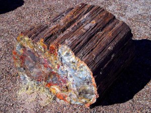 PetrifiedWood